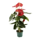 Антуриум Орегон ø17 h70 см