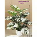 Искусственное растение в горшке ФитоПарк Монстера 55 см цвет зеленый