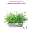 Искусственное растение в горшке ФитоПарк Папоротник 30 см цвет зеленый