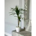 Искусственный цветок в горшке Тропикана мама Драцена 80