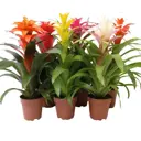 Гузмания микс ø12 h45 см