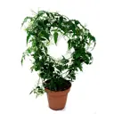 Жасмин Полиантум белый ø12 h45 см