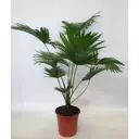 Ливистона круглолистная ø19 h90 см