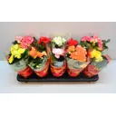 Бегония Дабл микс ø13 h35 см