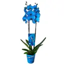 Фаленопсис Королевский синий ø12 h55 - 75 см