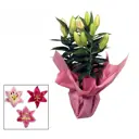 Лилия Ориентал Рондела ø13 h50 см