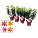 Лилия азиатская микс ø13 h25 см