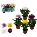 Хризантема Супернова Декорум микс ø10.5 h30 см