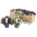 Кампанула Декорум ø10.5 h20 см