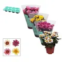 Хризантема Анемона микс ø13 h25 см