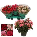 Бегония микс ø13 h32 см