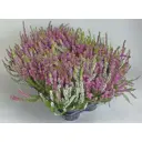 Эрика цветная микс ø12 h30 см