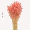 Букет из сухоцветов Donnaflor овес 60-65 см цвет персиковый