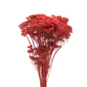 Букет из сухоцветов Donnaflor тысячелистник 60 см цвет розовый