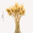 Букет из сухоцветов Donnaflor ворсянка 50 см цвет выбеленный