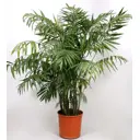 Хамедорея ø20 h120 см