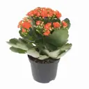 Каланхоэ Каландива ø12 h30 см