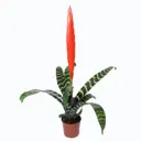 Вриезия ø9 h45 см