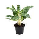 Аглаонема микс ø12 h35 см