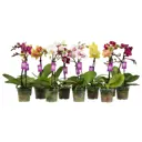 Орхидея Фаленопсис ø6 h25 см