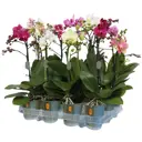 Фаленопсис Мини ø9 h30 см