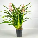 Цимбидиум 4 ствола ø20 h80 см