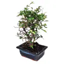 Бонсай микс традиционный ø11 h22.5 см