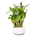 Бамбук ø9 h18 см