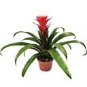 Гузмания Хоуп красно-белая ø12 h45 см