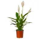Спатифиллум Вивальди ø17 h75 см