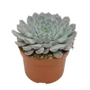 Суккулент микс ø8.5 h20 см