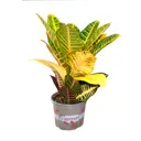 Кодиум Варигатум микс ø13 h35 см