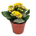 Каланхое Розалина микс ø12 h27.5 см