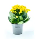 Каланхоэ Блоссфельда одноцветное ø7 h15 см