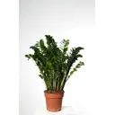 Замиокулькас ø21 h70 - 90 см