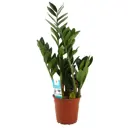 Замиокулькас ø17 h65 см