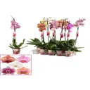 Фаленопсис микс ø12 h40 - 55 см