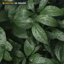 Стеновая панель Botanical Gar 120x0.4x60 см алюминий цвет зеленый