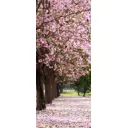 Наклейка для дверей и мебели Wallfix "Колесо обозрения" 95x220 см, W265