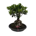 Фикус микрокарпа Гинсенг ø21 h45 см