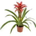 Гузмания красная ø13 h55 см