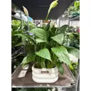 Спатифиллум Шопен ø16 h45 см