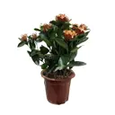 Иксора ø12 h30 см