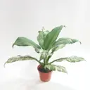 Спатифиллум Вариегата ø13 h15 см