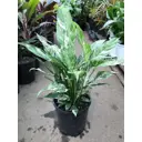 Спатифиллум Кроун Вайт ø13 h45 см