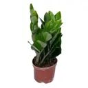 Замиокулькас ø8 h30 см