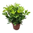 Шеффлера ø10 h25 см