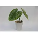 Филодендрон Пастазанум ø14 h35 см