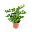 Радермахера ø18 h35 см