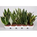 Сансевиерия микс ø8 h25 см